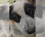 Small #21 Breeder Profile image