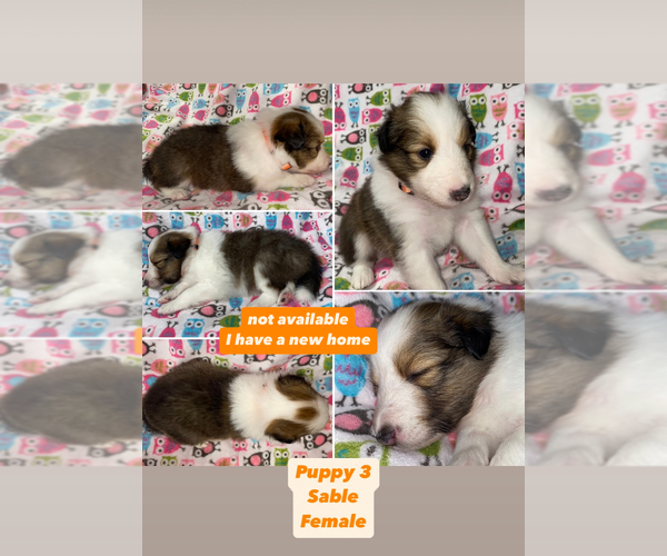 Medium Photo #2  Breeder Profile in ALBANY, OR, USA