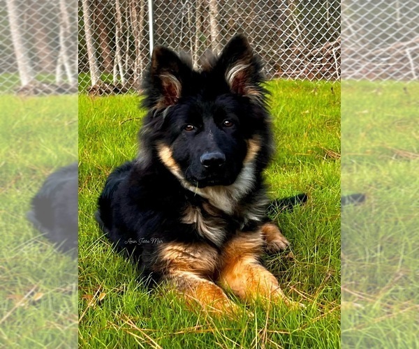 Medium Photo #4  Breeder Profile in GADSDEN, AL, USA
