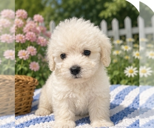 Medium Photo #3  Breeder Profile in CONROE, TX, USA