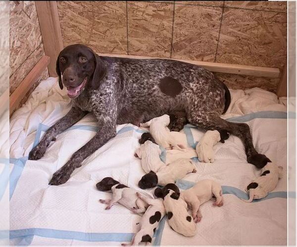 Medium Photo #1  Breeder Profile in QUEEN CREEK, AZ, USA