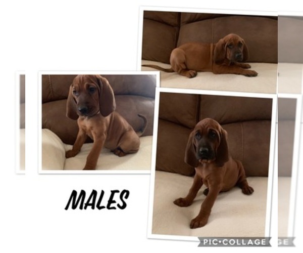 Medium Photo #1  Breeder Profile in YUCAIPA, CA, USA