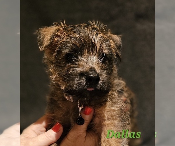 Medium Photo #4  Breeder Profile in FORNEY, TX, USA