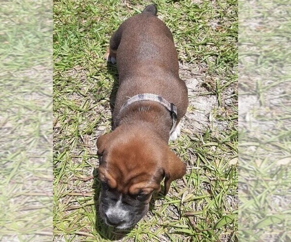 Medium Photo #1  Breeder Profile in BLACK CREEK, GA, USA