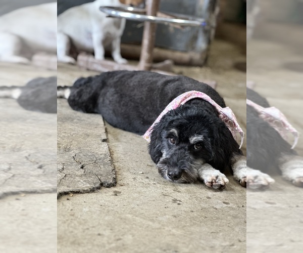 Medium Photo #3  Breeder Profile in PRAIRIE VIEW, KS, USA