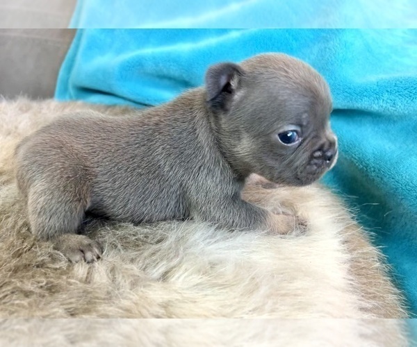 Medium Photo #6  Breeder Profile in BURBANK, CA, USA