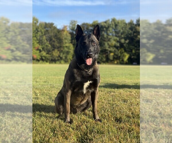 Medium Photo #6  Breeder Profile in NORTH BROOKFIELD, MA, USA