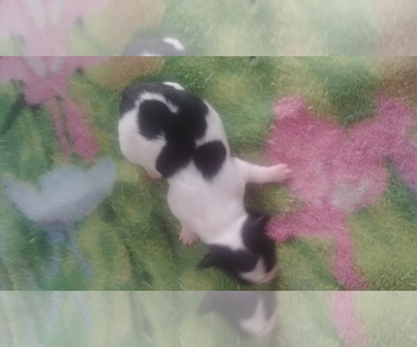 Medium Photo #1  Breeder Profile in SEDRO WOOLLEY, WA, USA
