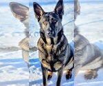 Small breeder photo