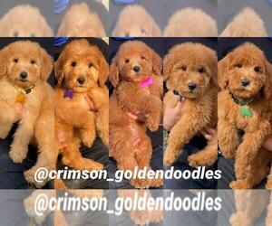 Goldendoodle-Poodle (Standard) Mix Dog Breeder in BREA,  USA
