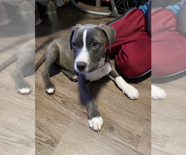 Medium Photo #1  Breeder Profile in GAINESVILLE, GA, USA