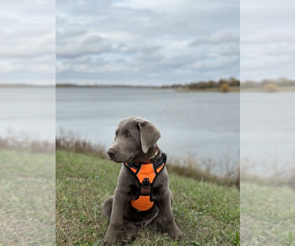 Medium Photo #22  Breeder Profile in ALBANY, MO, USA