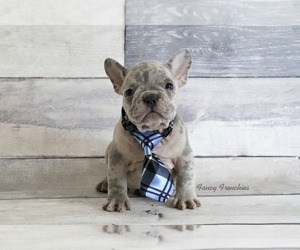 French Bulldog Dog Breeder near COOPER CITY, FL, USA