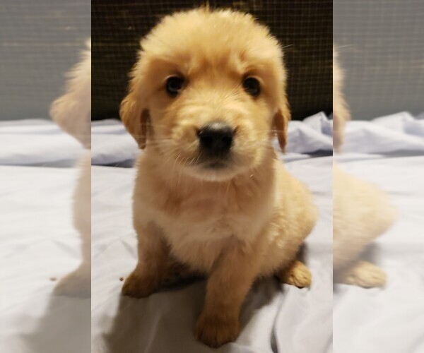 Medium Photo #8  Breeder Profile in LAS VEGAS, NV, USA
