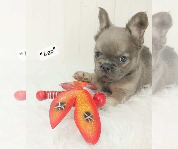 Medium Photo #13  Breeder Profile in COLONIAL BCH, VA, USA