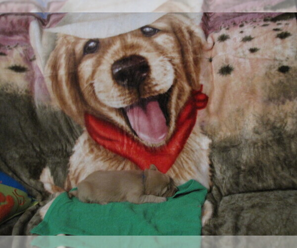 Medium Photo #1  Breeder Profile in ROBINSON, TX, USA