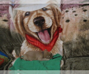 Golden Retriever Dog Breeder near ROBINSON, TX, USA