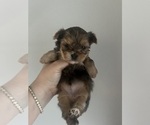 Small breeder photo