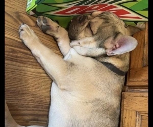 Medium Photo #14  Breeder Profile in BLAKESBURG, IA, USA