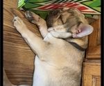 Small #13 Breeder Profile image
