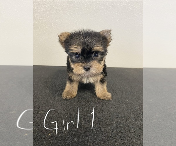 Medium Photo #3  Breeder Profile in DENHAM SPRINGS, LA, USA