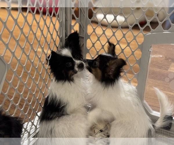 Medium Photo #8  Breeder Profile in BROOKLYN, NY, USA