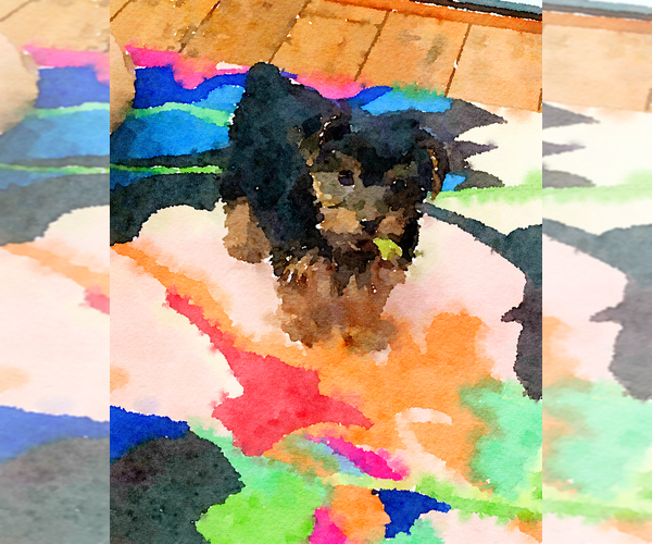 Medium Photo #13  Breeder Profile in CONCORD, CA, USA