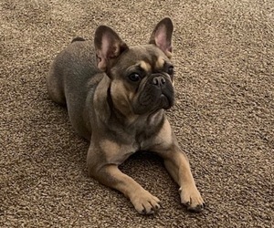 French Bulldog Dog Breeder near LAS VEGAS, NV, USA