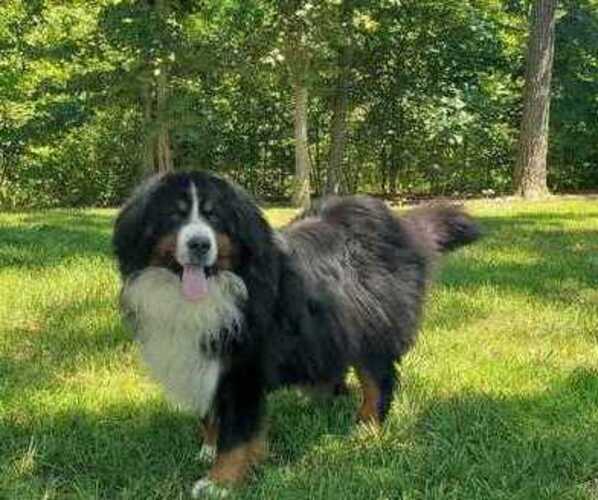 Medium Photo #9  Breeder Profile in NORWOOD, MO, USA