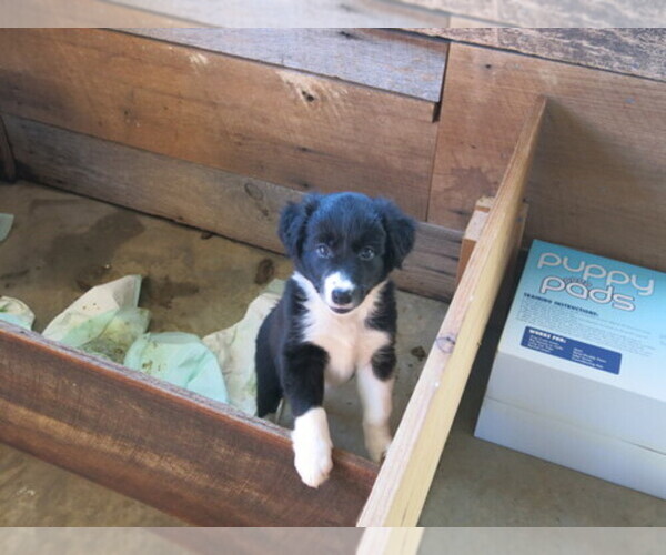 Medium Photo #1  Breeder Profile in MELBER, KY, USA