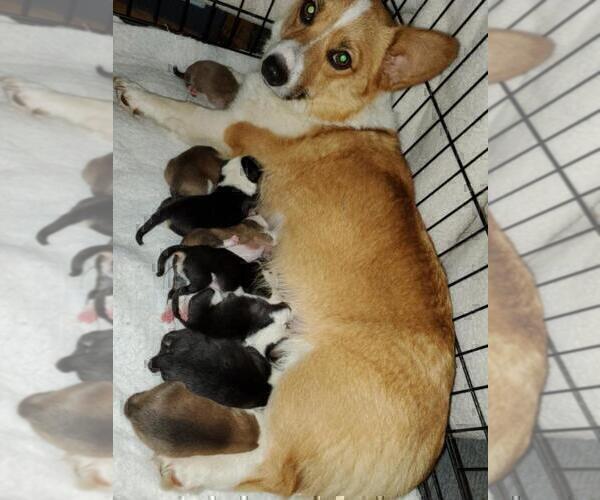 Medium Photo #15  Breeder Profile in BRIGGSDALE, CO, USA