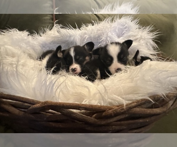 Medium Photo #24  Breeder Profile in PERKINSVILLE, VT, USA