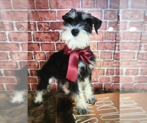 Schnauzer (Miniature) Dog Breeder near PORT ORANGE, FL, US