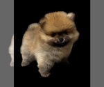 Small #1 Breeder Profile image