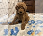 Small #4 Breeder Profile image