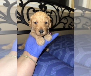 Goldendoodle Dog Breeder near SAN BERNARDINO, CA, USA