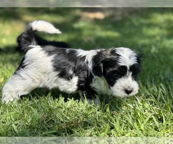 Medium Photo #12  Breeder Profile in BRISBANE, CA, USA