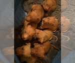 Small #3 Breeder Profile image