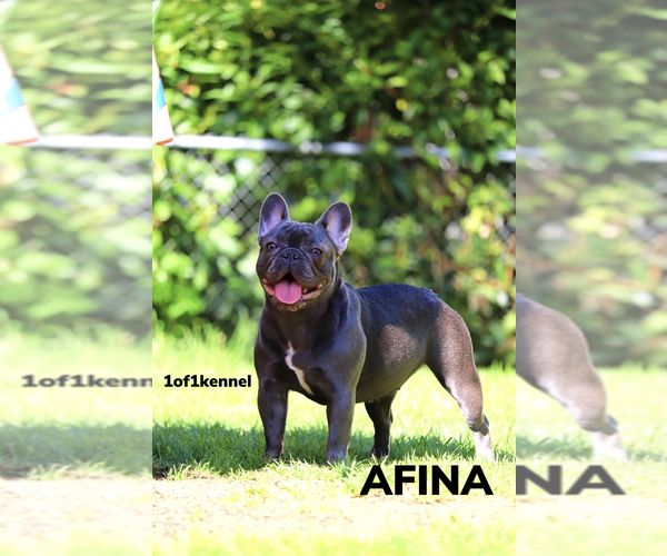 Medium Photo #1  Breeder Profile in TACOMA, WA, USA