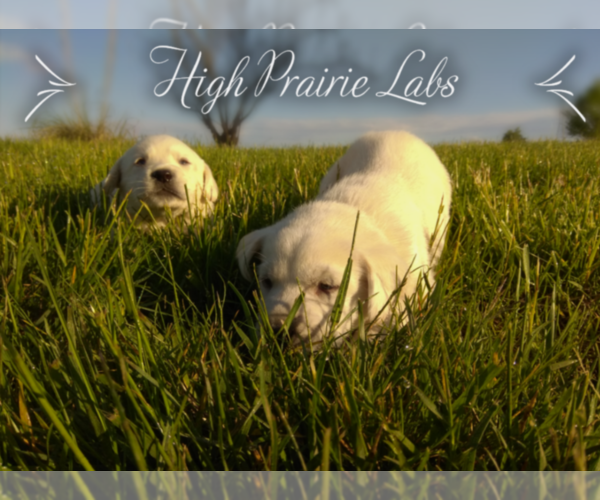 Medium Photo #1  Breeder Profile in EASTON, KS, USA