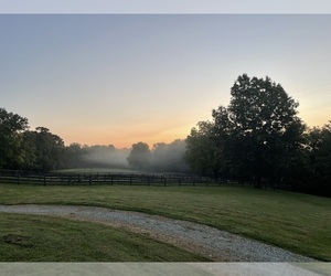 Beagle Dog Breeder near MADISON, IN, USA