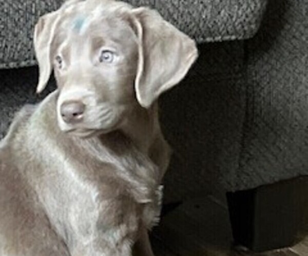 Medium Photo #11  Breeder Profile in GARNER, NC, USA