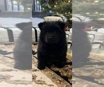 Small #5 Breeder Profile image