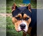 Small #26 Breeder Profile image