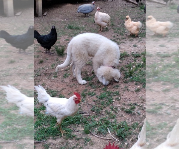 Medium Photo #1  Breeder Profile in TAYLORSVILLE, NC, USA