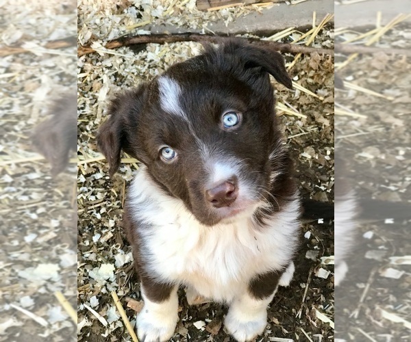 Medium Photo #32  Breeder Profile in CAMAS, WA, USA