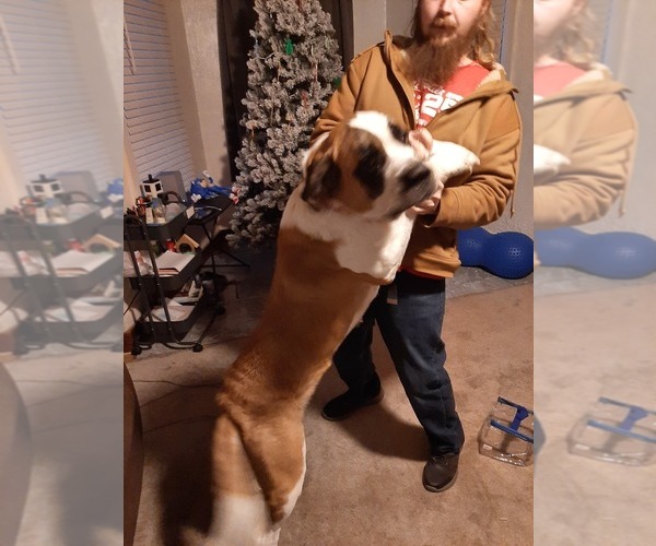 Medium Photo #1  Breeder Profile in YOUNGSVILLE, PA, USA