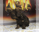 Small #99 Breeder Profile image