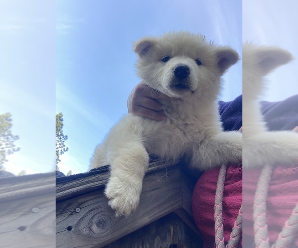 Medium Photo #12  Breeder Profile in MAD RIVER, CA, USA