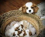Small breeder photo
